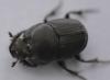Onthophagus taurus